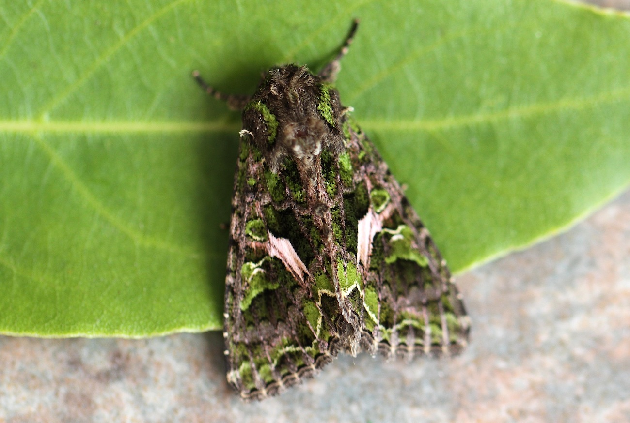 Trachea atriplicis (Linnaeus, 1758)